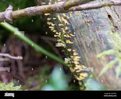 Attēlu rezultāti vaicājumam “Calocera pallidospathulata”