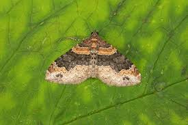 Attēlu rezultāti vaicājumam “Xanthorhoe ferrugata”