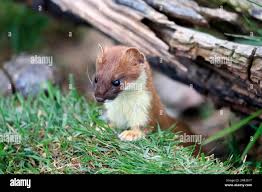 Attēlu rezultāti vaicājumam “Mustela erminea adult”