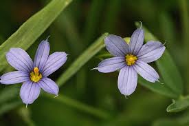 Attēlu rezultāti vaicājumam “Sisyrinchium montanum”