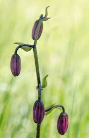 Attēlu rezultāti vaicājumam “Lilium martagon bud”