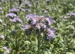 Image result for Phacelia