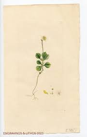 Attēlu rezultāti vaicājumam “Moneses uniflora fruit”