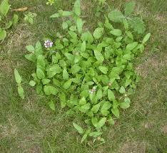 Attēlu rezultāti vaicājumam “Prunella vulgaris leaf”