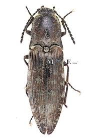 Attēlu rezultāti vaicājumam “Actenicerus sjaelandicus”