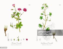 Attēlu rezultāti vaicājumam “Geranium pyrenaicum leaf”