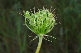 Attēlu rezultāti vaicājumam “Peucedanum oreoselinum flower”