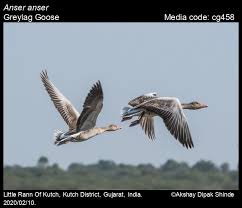 Attēlu rezultāti vaicājumam “Anser anser adult”