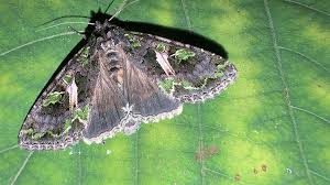 Attēlu rezultāti vaicājumam “Trachea atriplicis”