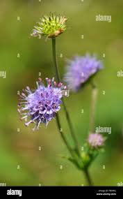 Attēlu rezultāti vaicājumam “Succisa pratensis flower”