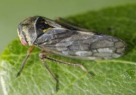 Attēlu rezultāti vaicājumam “Oncopsis sp.”