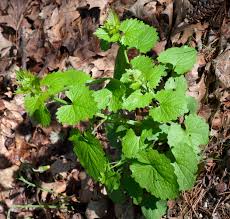 Attēlu rezultāti vaicājumam “Alliaria petiolata leaf”