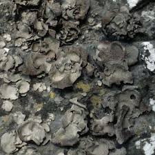 Attēlu rezultāti vaicājumam “Dermatocarpon miniatum”