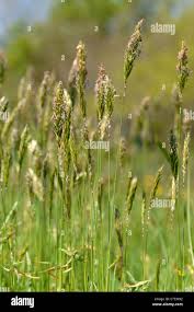 Attēlu rezultāti vaicājumam “Anthoxanthum odoratum flower”