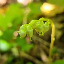 Attēlu rezultāti vaicājumam “Orthilia secunda flower”