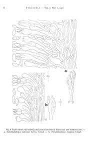 Attēlu rezultāti vaicājumam “Junghuhnia pseudozilingiana”