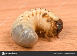 Attēlu rezultāti vaicājumam “Oryctes nasicornis larva”