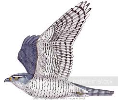 Attēlu rezultāti vaicājumam “Accipiter nisus female”