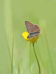 Attēlu rezultāti vaicājumam “Phosphaenus hemipterus male”
