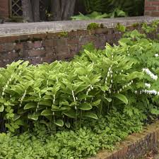 Attēlu rezultāti vaicājumam “Polygonatum odoratum”