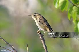 Attēlu rezultāti vaicājumam “Acrocephalus schoenobaenus”