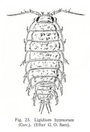 Attēlu rezultāti vaicājumam “Ligidium hypnorum”