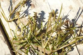 Attēlu rezultāti vaicājumam “Potamogeton compressus”