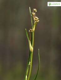 Attēlu rezultāti vaicājumam “Scheuchzeria palustris fruit”