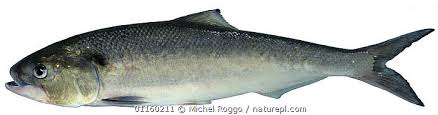 Image result for Alosa alosa