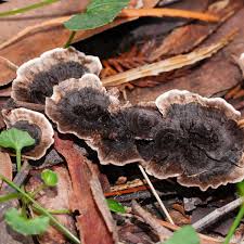 Attēlu rezultāti vaicājumam “Phellodon niger”