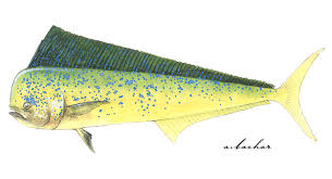 Image result for Coryphaena hippurus