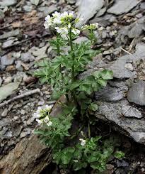 Attēlu rezultāti vaicājumam “Cardamine amara”