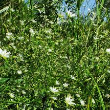 Attēlu rezultāti vaicājumam “Stellaria crassifolia leaf”
