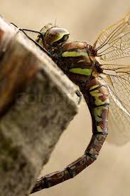 Attēlu rezultāti vaicājumam “Aeshna grandis”