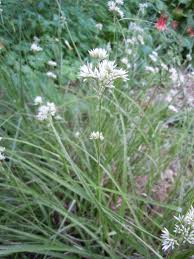 Attēlu rezultāti vaicājumam “Luzula pilosa flower”