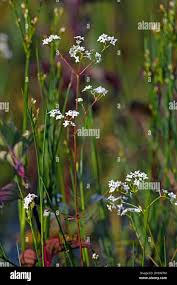 Attēlu rezultāti vaicājumam “Galium elongatum flower”