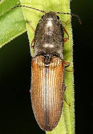 Attēlu rezultāti vaicājumam “Elateridae larva”