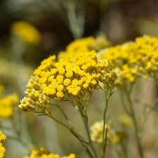 Image result for Strohblume