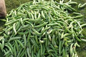 Attēlu rezultāti vaicājumam “Pisum sativum fruit”