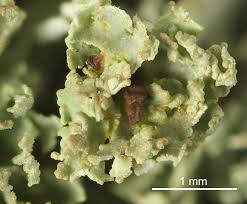 Attēlu rezultāti vaicājumam “Cladonia caespiticia”