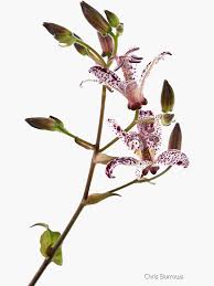 Image result for Tricyrtis `Black Beauty`