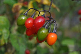 Attēlu rezultāti vaicājumam “Solanum dulcamara fruit”
