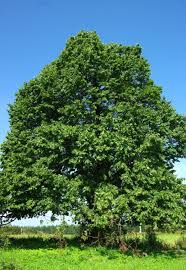 Attēlu rezultāti vaicājumam “Tilia platyphyllos subsp. cordifolia”