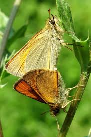 Attēlu rezultāti vaicājumam “Thymelicus sylvestris”