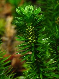 Attēlu rezultāti vaicājumam “Huperzia selago”