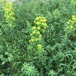 Attēlu rezultāti vaicājumam “Euphorbia virgata leaf”