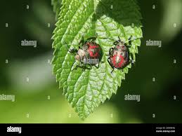 Attēlu rezultāti vaicājumam “Zicrona caerulea nymph”