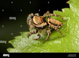 Attēlu rezultāti vaicājumam “Evarcha falcata male”