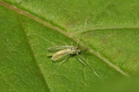 Attēlu rezultāti vaicājumam “Tanytarsus”