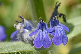 Attēlu rezultāti vaicājumam “Ajuga genevensis flower”